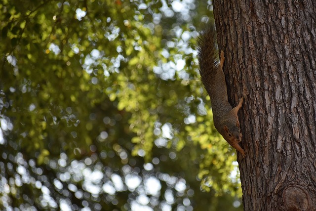 例可以为N 例可以为N